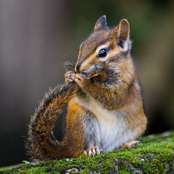 Townsend's Chipmunk