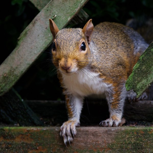 Eastern Gray Squirrel