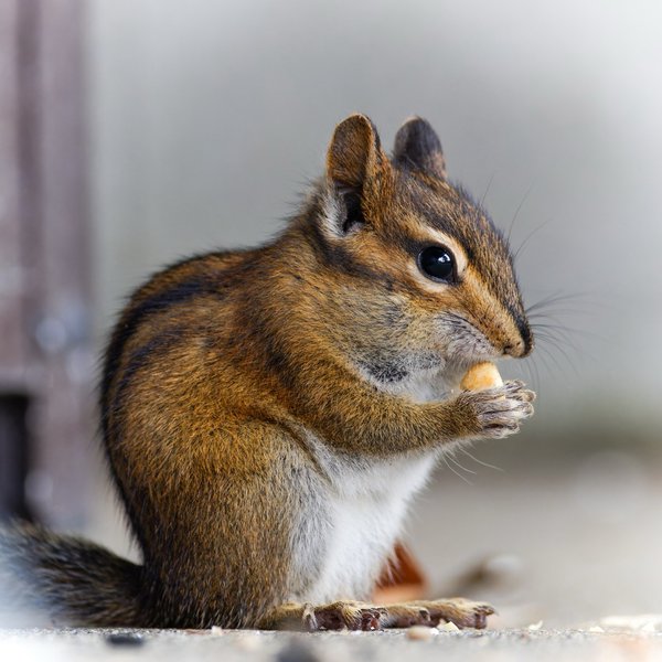 Townsend's Chipmunk
