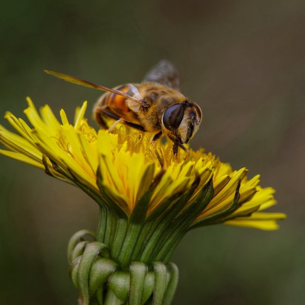 Hoverfly
