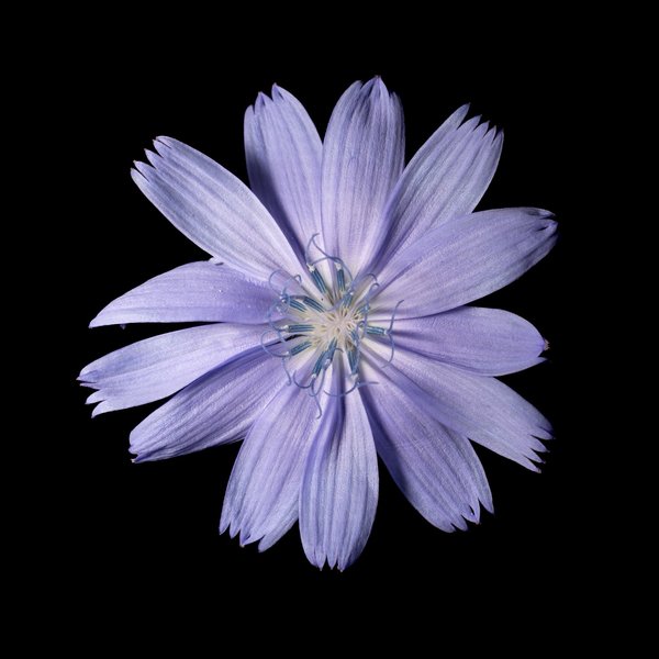 Chicory
