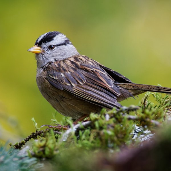 White-crowned Sparrow