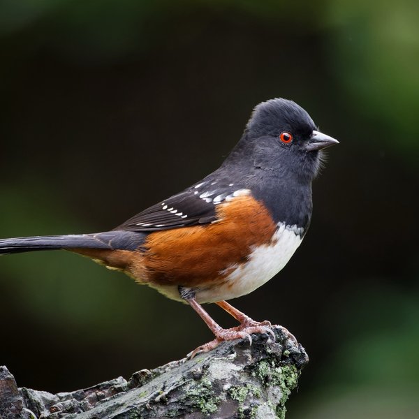 Spotted Towhee