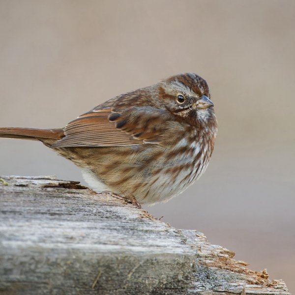 Song Sparrow