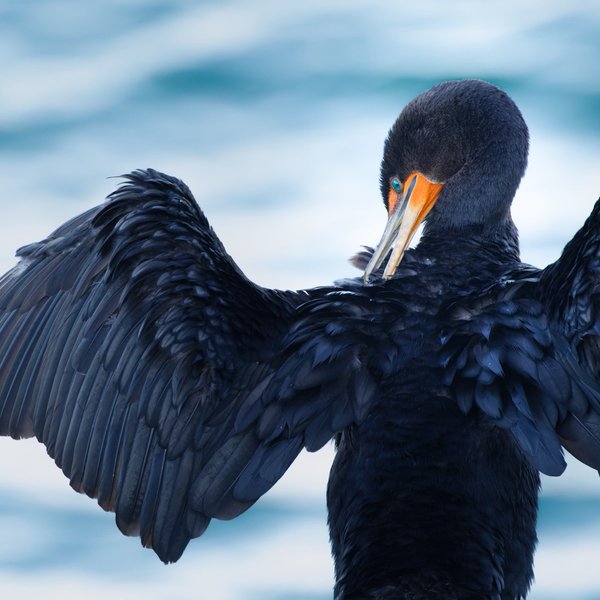 Double-crested Cormorant
