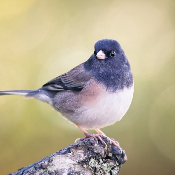 Dark-eyed Junco