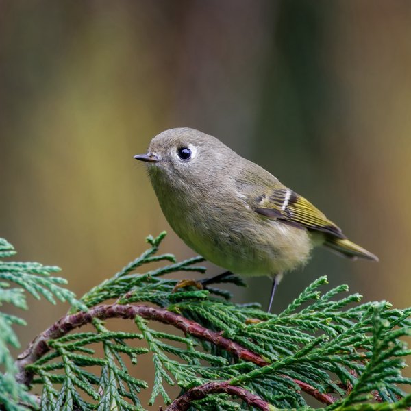 Ruby-crowned Kinglet