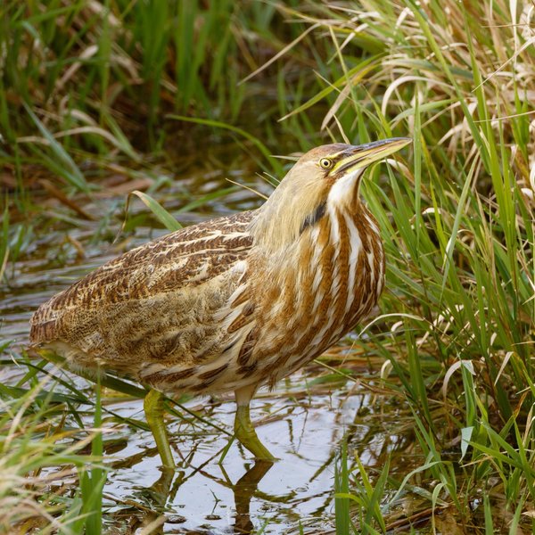 American Bittern