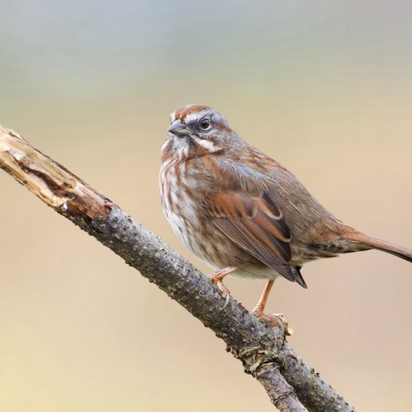 Song Sparrow