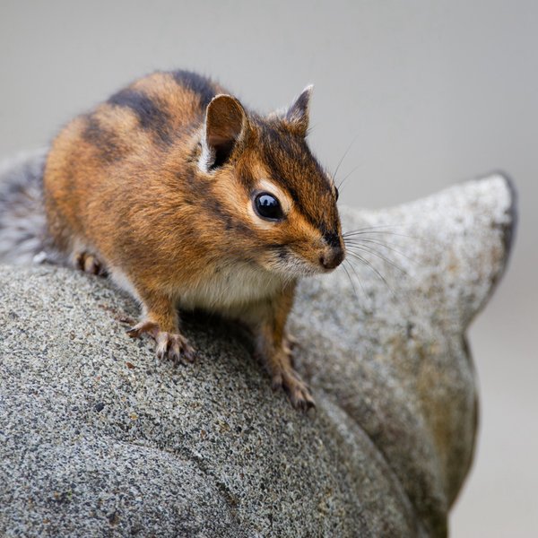 Townsend's Chipmunk