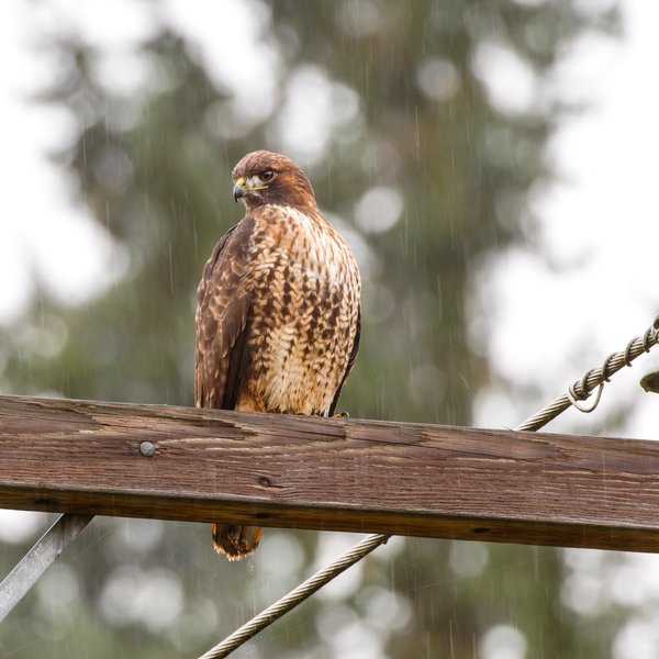 Red-tailed Hawk