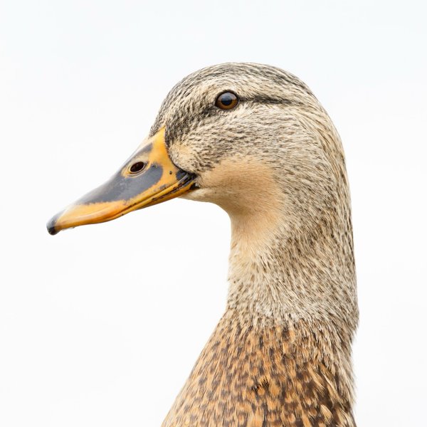 Mallard