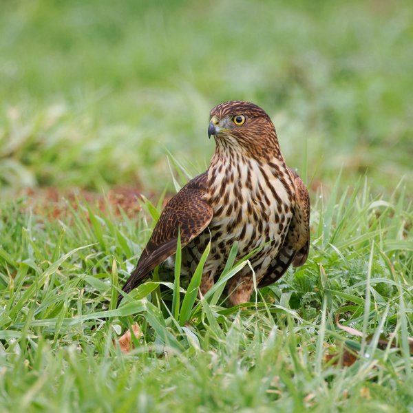 Cooper's Hawk