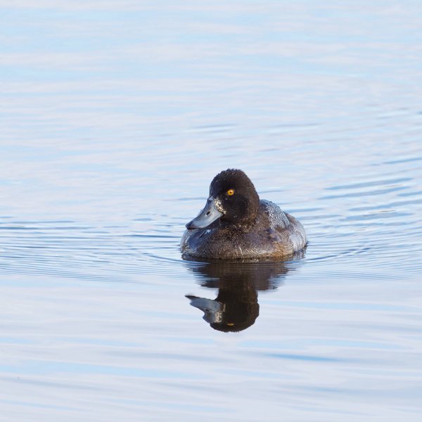Lesser Scaup