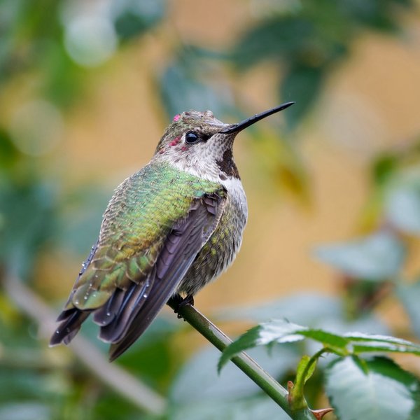 Anna's Hummingbird