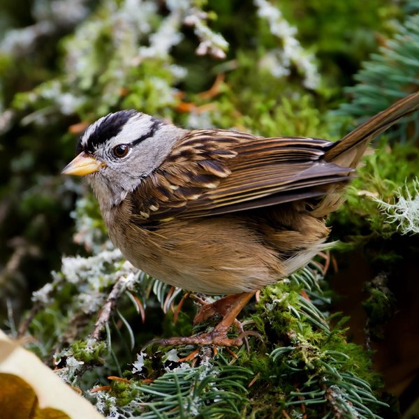 White-crowned Sparrow