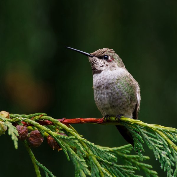 Anna's Hummingbird