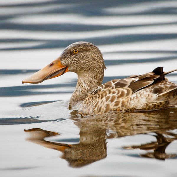 Northern Shoveler