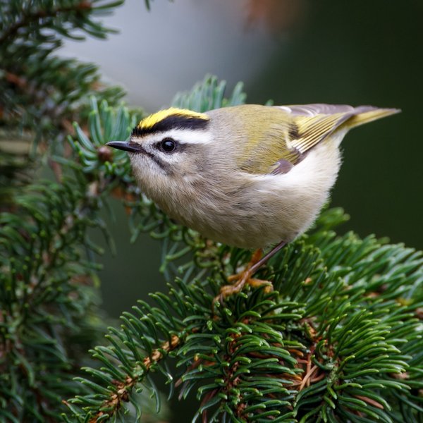 Golden-crowned Kinglet