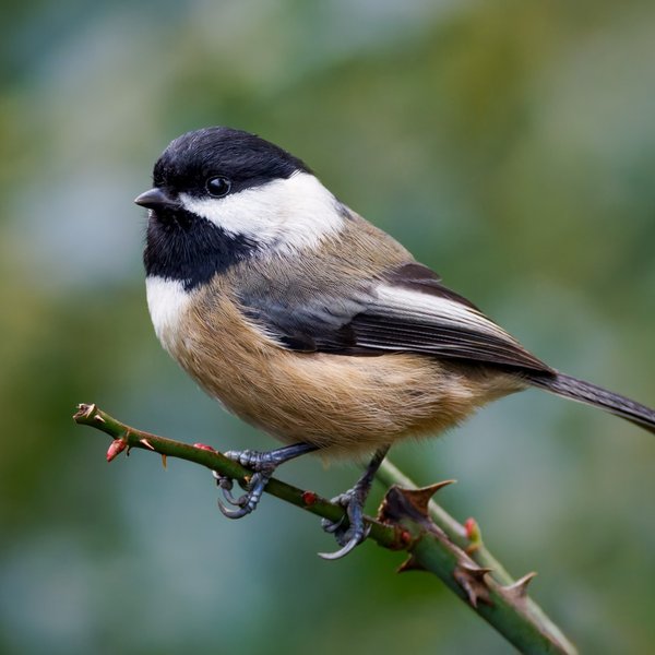 Black-capped Chickadee