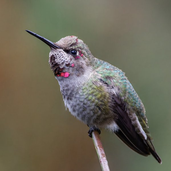 Anna's Hummingbird