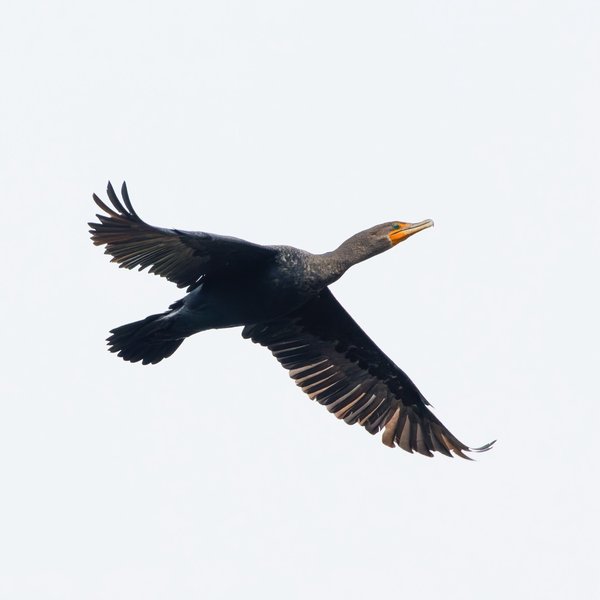 Double-crested Cormorant