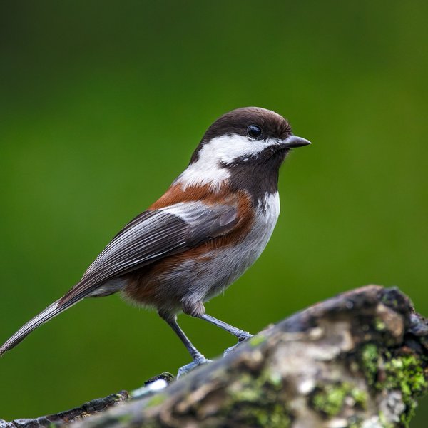Chestnut-backed Chickadee