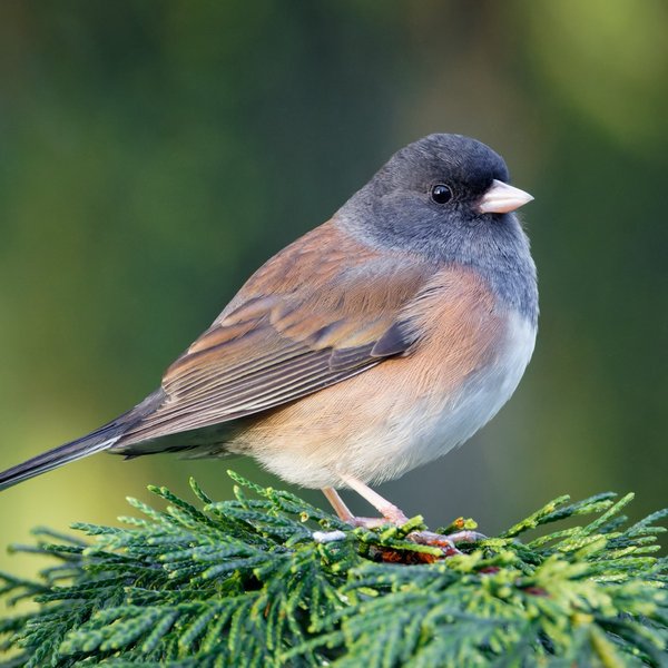 Dark-eyed Junco