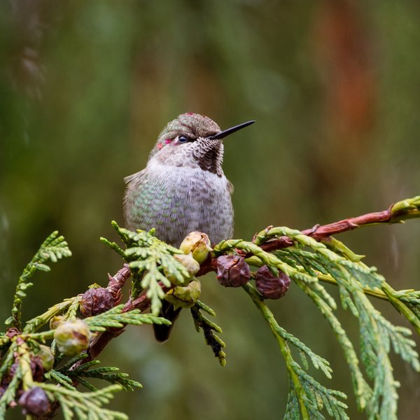 Anna's Hummingbird