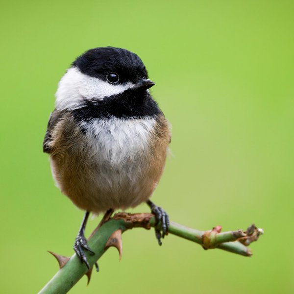 Black-capped Chickadee