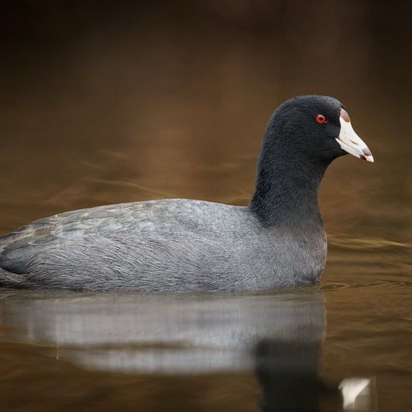American Coot