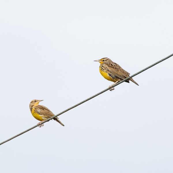 Western Meadowlarks