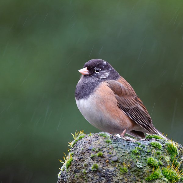 Dark-eyed Junco