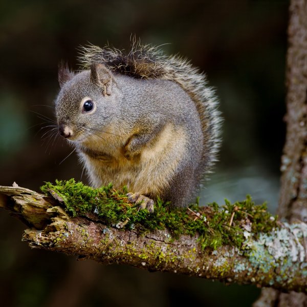 Douglas Squirrel