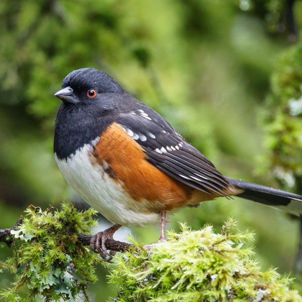 Spotted Towhee