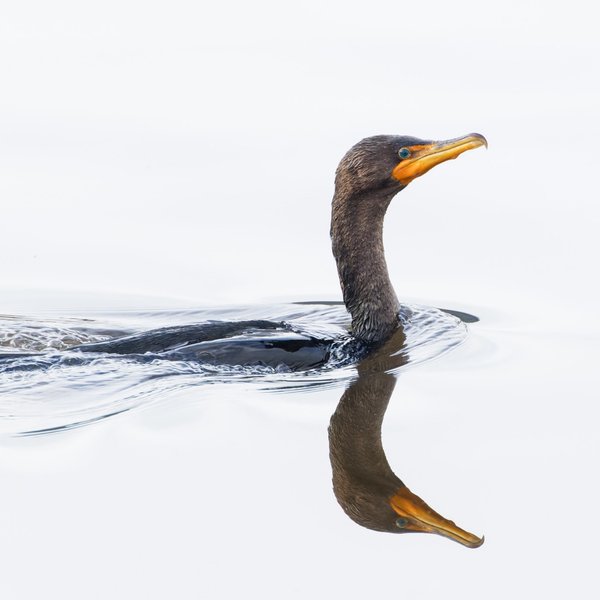 Double-crested Cormorant