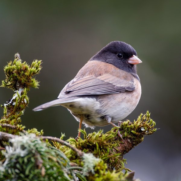 Dark-eyed Junco