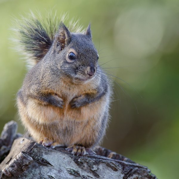 Douglas Squirrel
