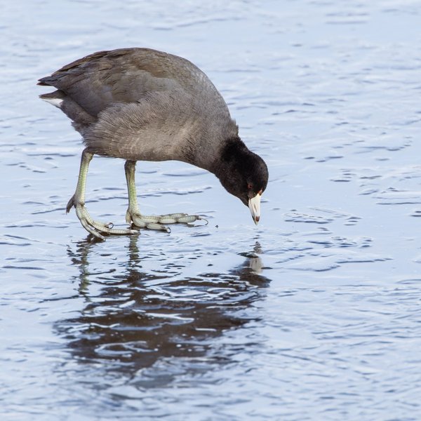 American Coot