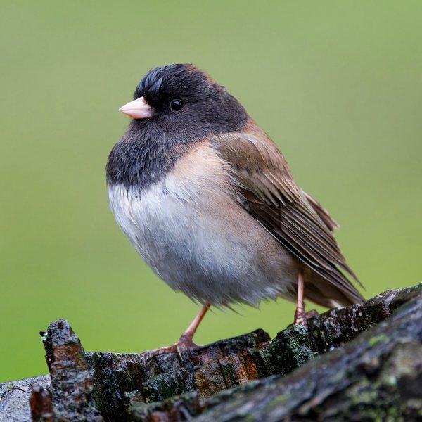 Dark-eyed Junco