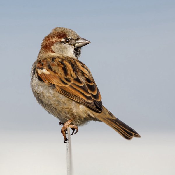 House Sparrow