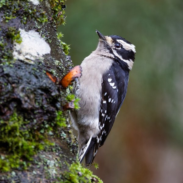 Downy Woodpecker