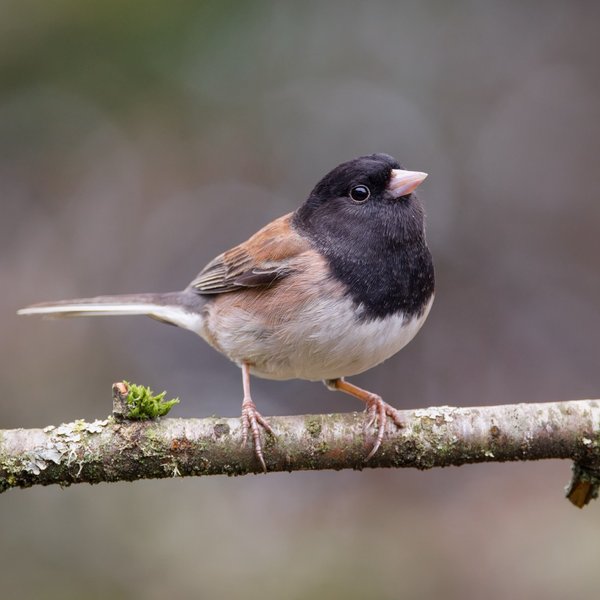 Dark-eyed Junco