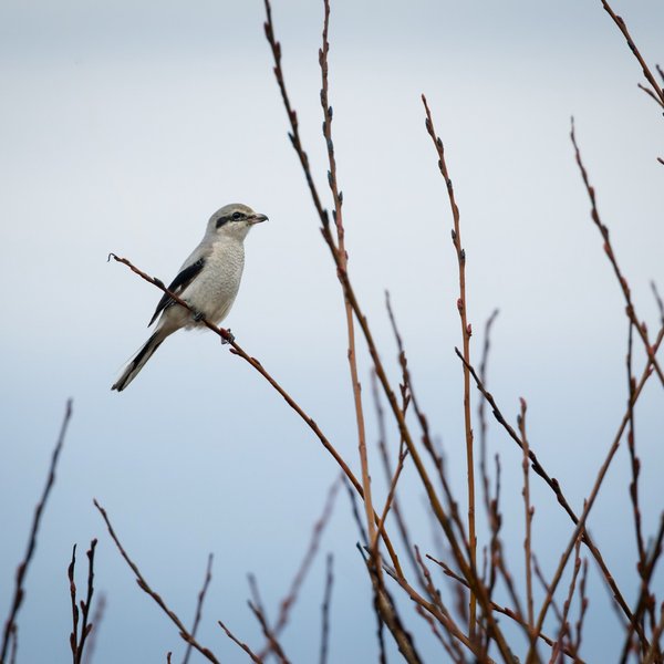 Northern Shrike
