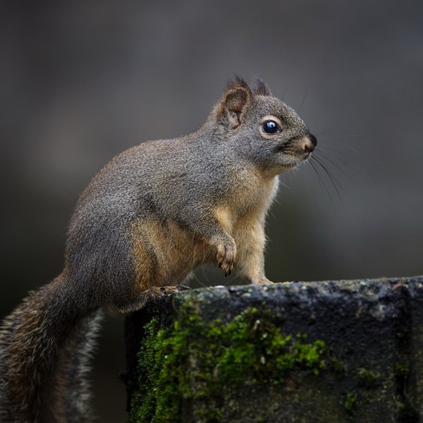 Douglas Squirrel