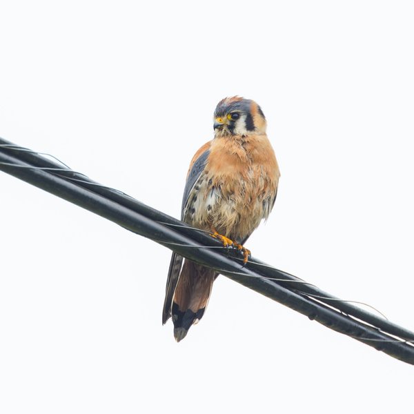 American Kestrel