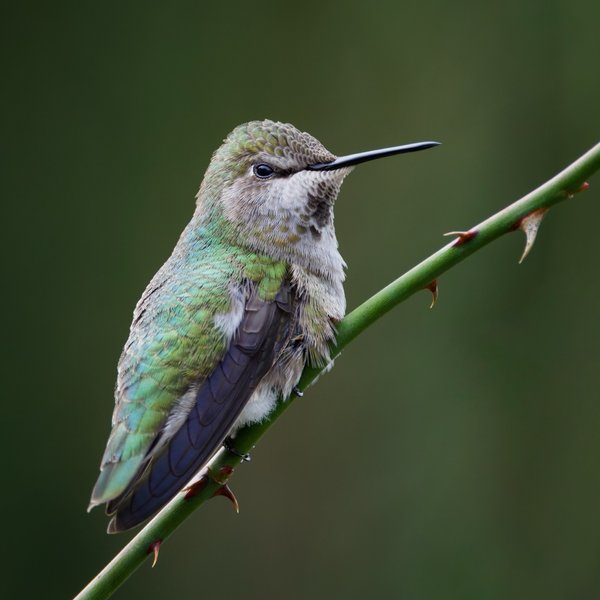 Anna's Hummingbird