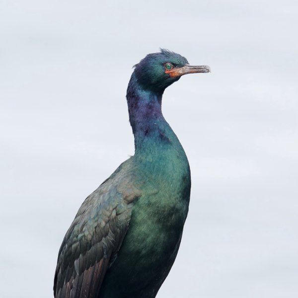 Pelagic Cormorant