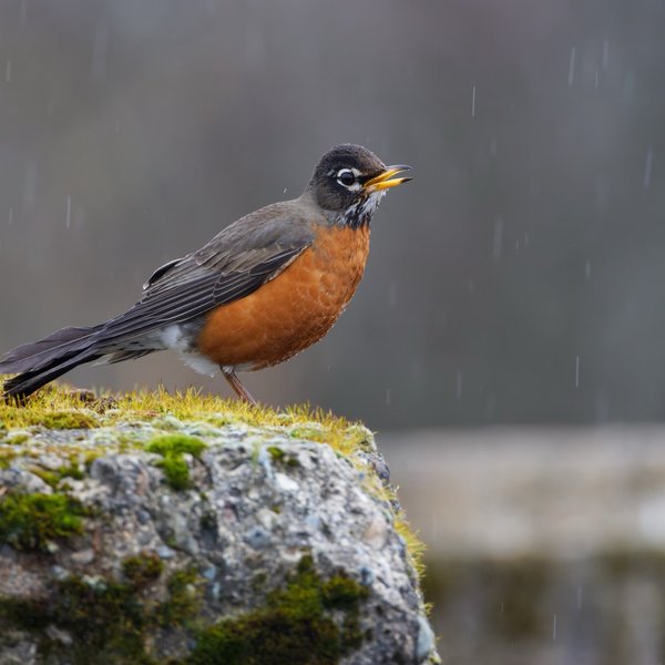 American Robin