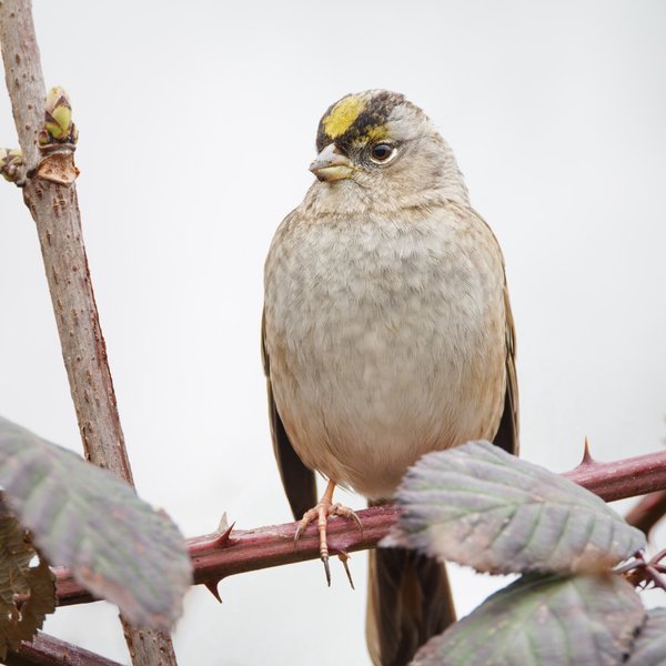Golden-crowned Sparrow